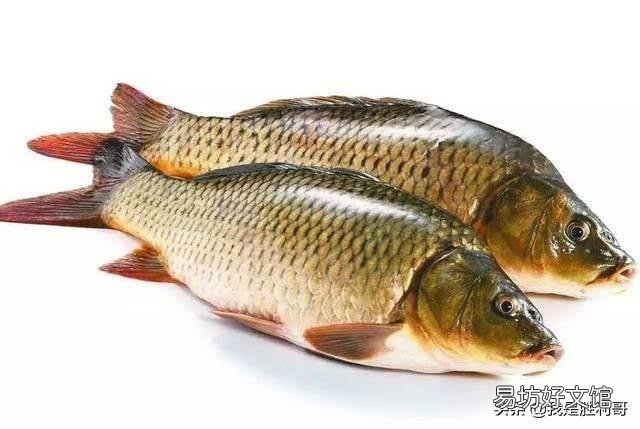 鲢子鱼吃什么饲料?