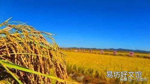 此次疫情结束后!淡水鱼业养殖会不会迎来新的发展?