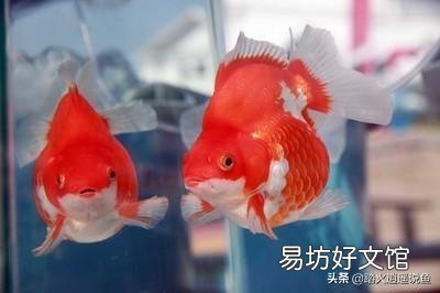金鱼眼睛出血怎么回事?怎么治疗?