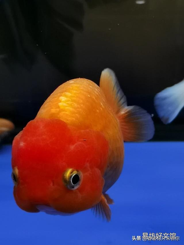 为什么饲养魚在这季节爱死?
