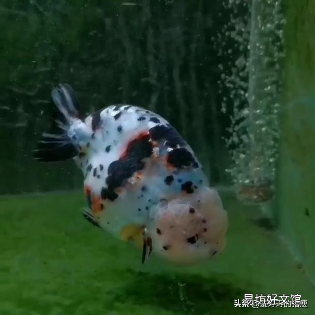 为什么饲养魚在这季节爱死?