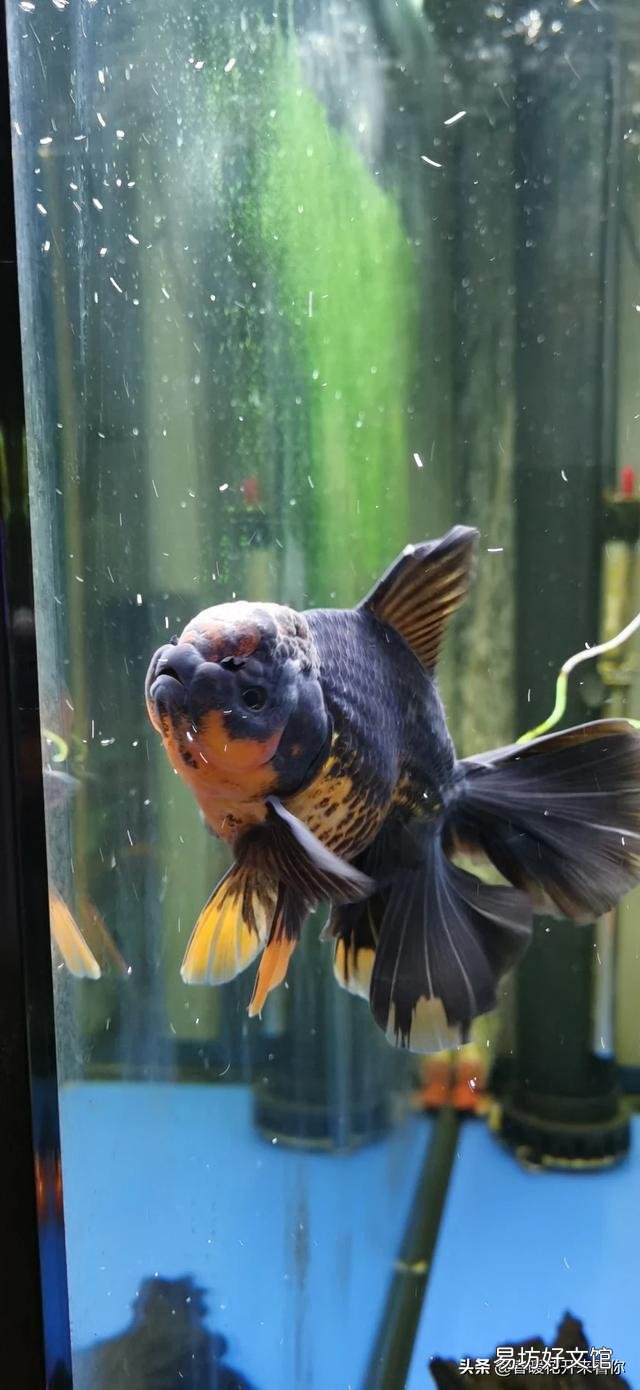 为什么饲养魚在这季节爱死?