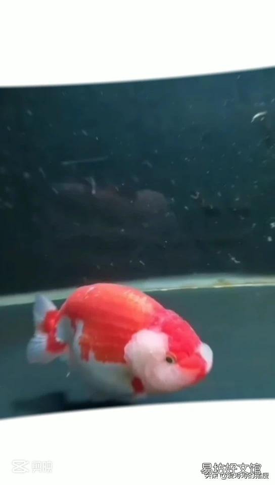 为什么饲养魚在这季节爱死?