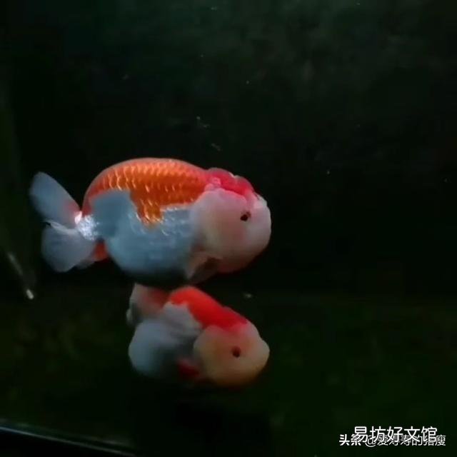 为什么饲养魚在这季节爱死?