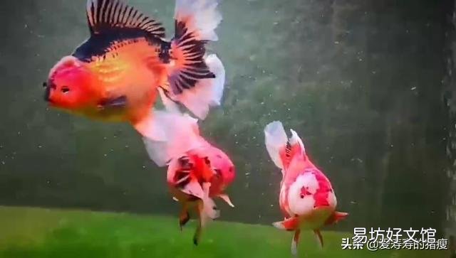 为什么饲养魚在这季节爱死?