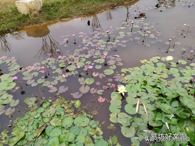 为什么饲养魚在这季节爱死?