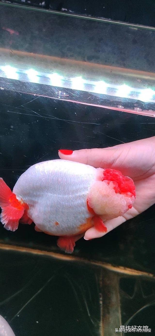 为什么饲养魚在这季节爱死?