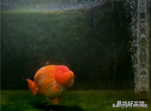 为什么饲养魚在这季节爱死?
