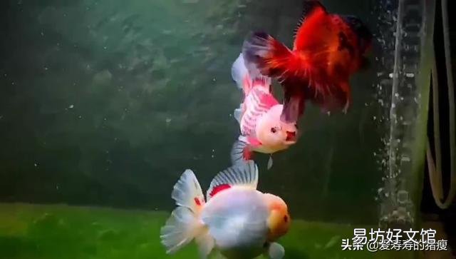 为什么饲养魚在这季节爱死?