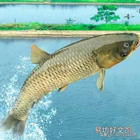 大坝塘养鱼鱼病了,有什么办法吗?
