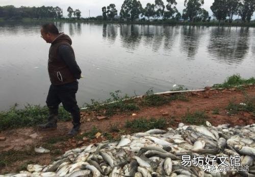 大坝塘养鱼鱼病了,有什么办法吗?