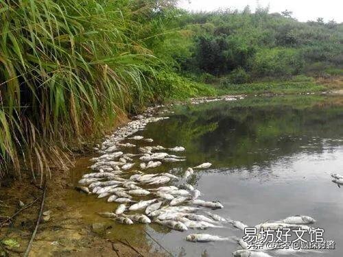 大坝塘养鱼鱼病了,有什么办法吗?