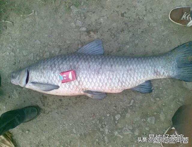 大坝塘养鱼鱼病了,有什么办法吗?
