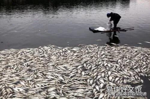 大坝塘养鱼鱼病了,有什么办法吗?