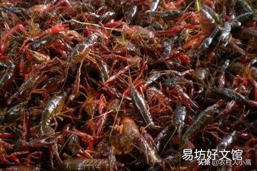 去年十二月份看见一公分左右的小虾苗,现在怎么看不见,应该多大?