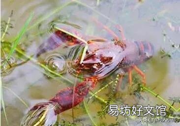 去年十二月份看见一公分左右的小虾苗,现在怎么看不见,应该多大?