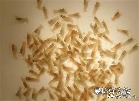 去年十二月份看见一公分左右的小虾苗,现在怎么看不见,应该多大?