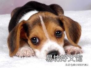 搅碎的鱼肉泥可以喂狗吗?