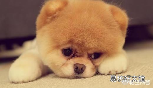 搅碎的鱼肉泥可以喂狗吗?