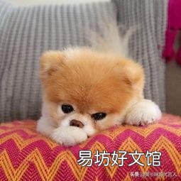 搅碎的鱼肉泥可以喂狗吗?