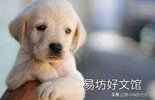 搅碎的鱼肉泥可以喂狗吗?