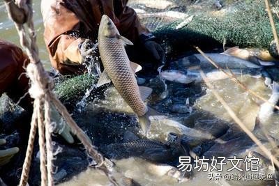 农村如何建池塘养鱼？