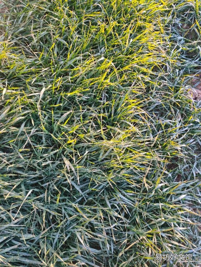 生石灰撒在地里多久用枯草芽孢杆菌好？