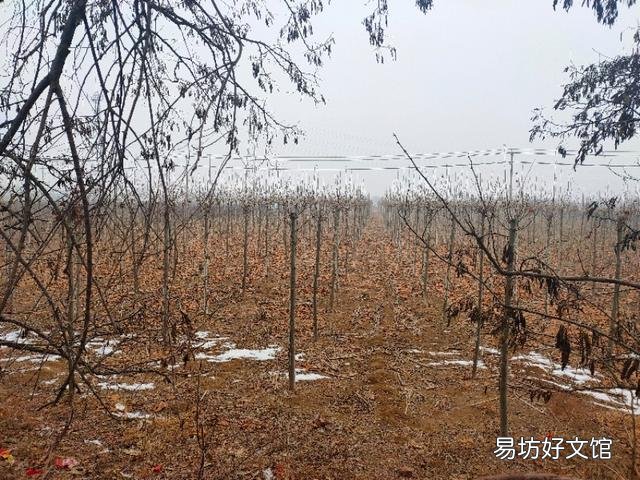 生石灰撒在地里多久用枯草芽孢杆菌好？