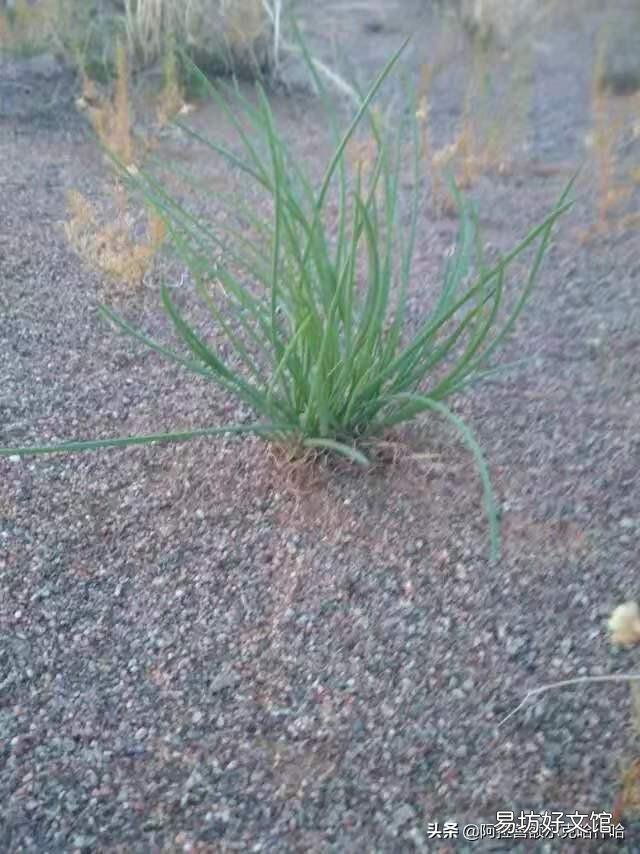 怎样说才能让人相信农民种的菜是有机菜？