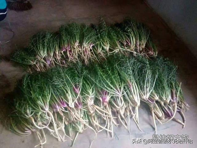 怎样说才能让人相信农民种的菜是有机菜？