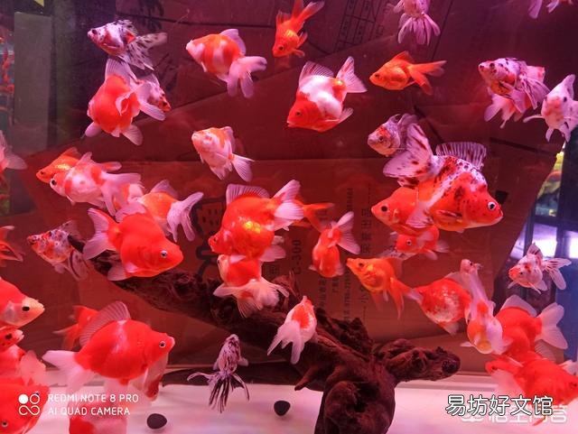 金鱼无精打采的，不吃食，变瘦是怎么了，之前不是这样的？