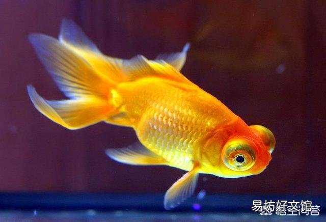 金鱼无精打采的，不吃食，变瘦是怎么了，之前不是这样的？