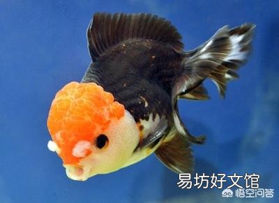 金鱼会不会把自己撑死呢?