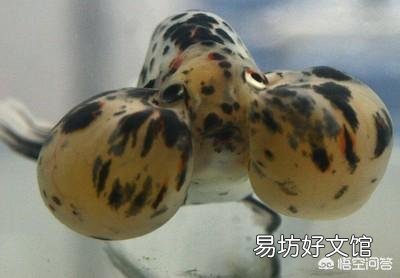 金鱼会不会把自己撑死呢?