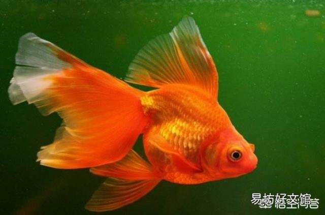 金鱼会不会把自己撑死呢?