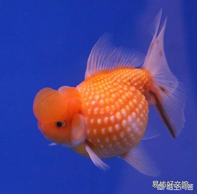 金鱼会不会把自己撑死呢?