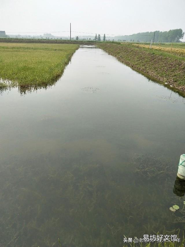 现在这个季节龙虾池适合杀灭鲫鱼吗?