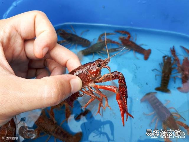 现在这个季节龙虾池适合杀灭鲫鱼吗?