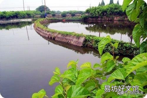 不想打工!想回老家租田养殖小杂鱼!田租1300一亩,可行吗?