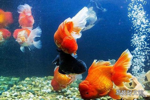 养金鱼需要哪些用品?