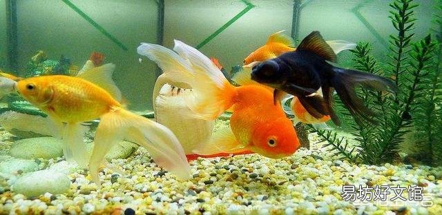 养金鱼需要哪些用品?