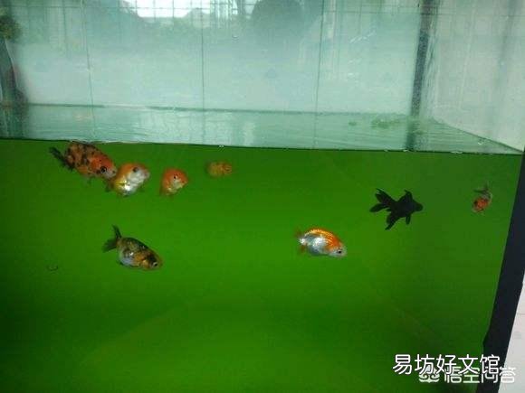 养金鱼需要哪些用品?