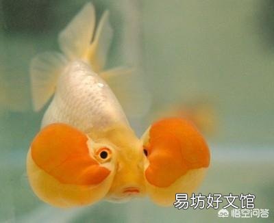 金鱼要怎么养才能活的久一点?