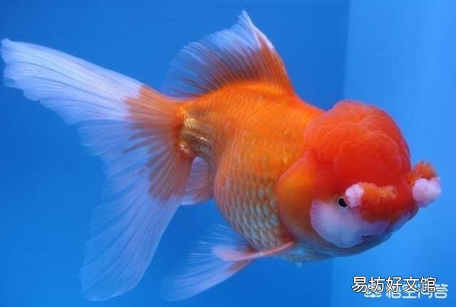 金鱼要怎么养才能活的久一点?