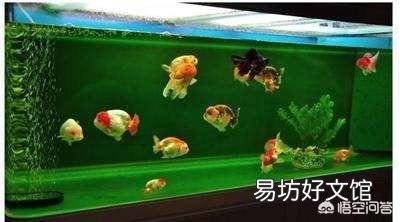 金鱼要怎么养才能活的久一点?