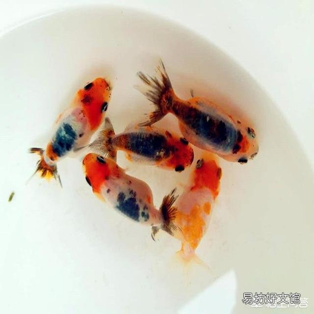 金鱼要怎么养才能活的久一点?