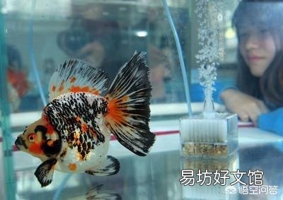 金鱼要怎么养才能活的久一点?