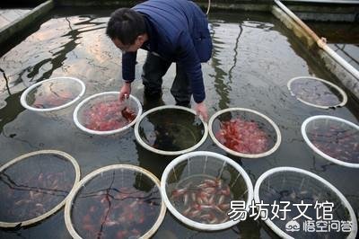 金鱼要怎么养才能活的久一点?