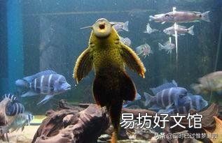 清道夫能清理鱼缸吗?