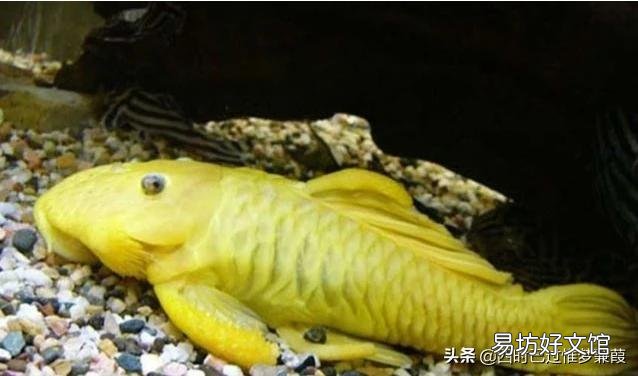 清道夫能清理鱼缸吗?